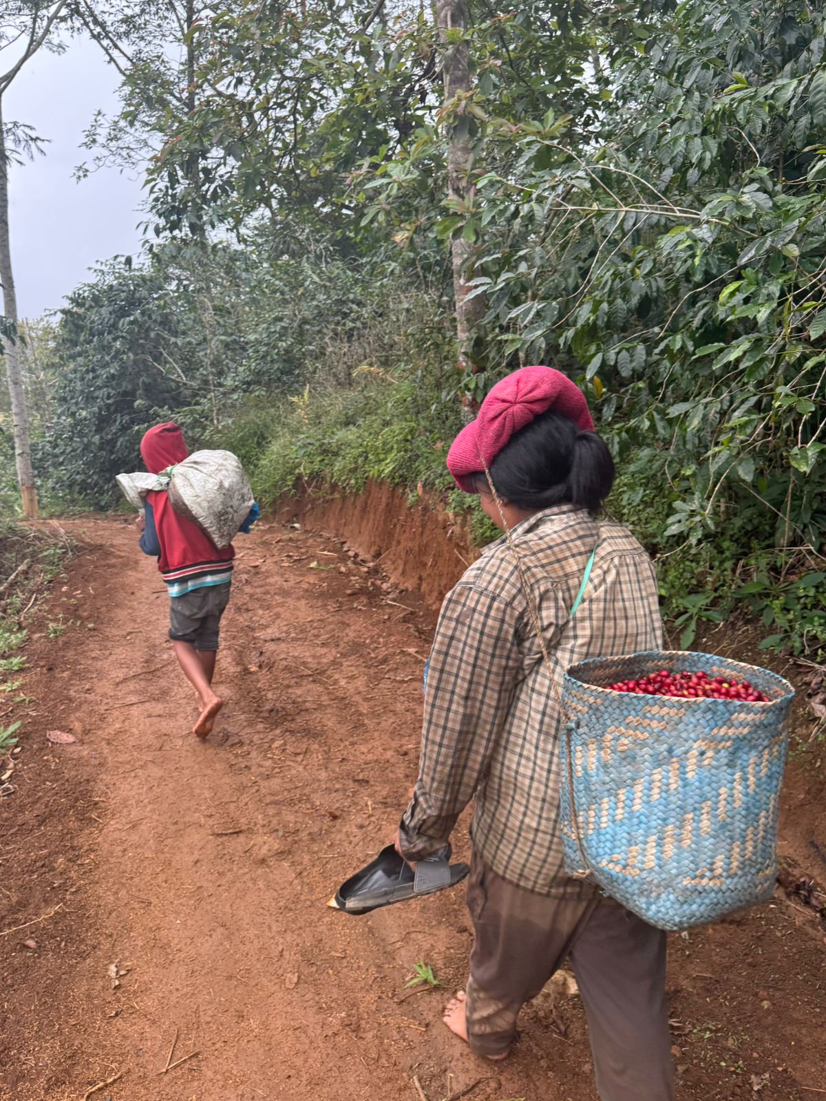 Flores Manggarai Coffee: A Premium Heritage from the Heart of Indonesia