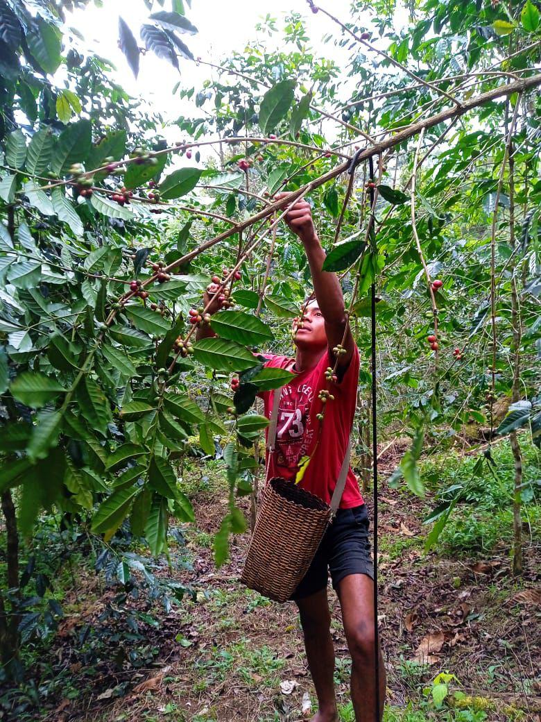 What Makes Manggarai Coffee Special? A Complete Guide to Flores Coffee
