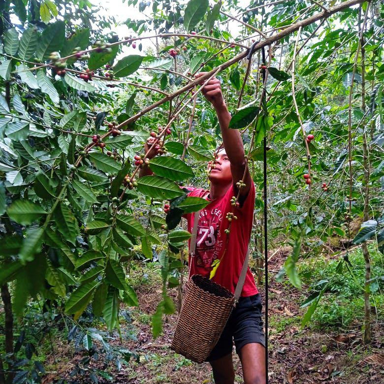 What Makes Manggarai Coffee Special? A Complete Guide to Flores Coffee