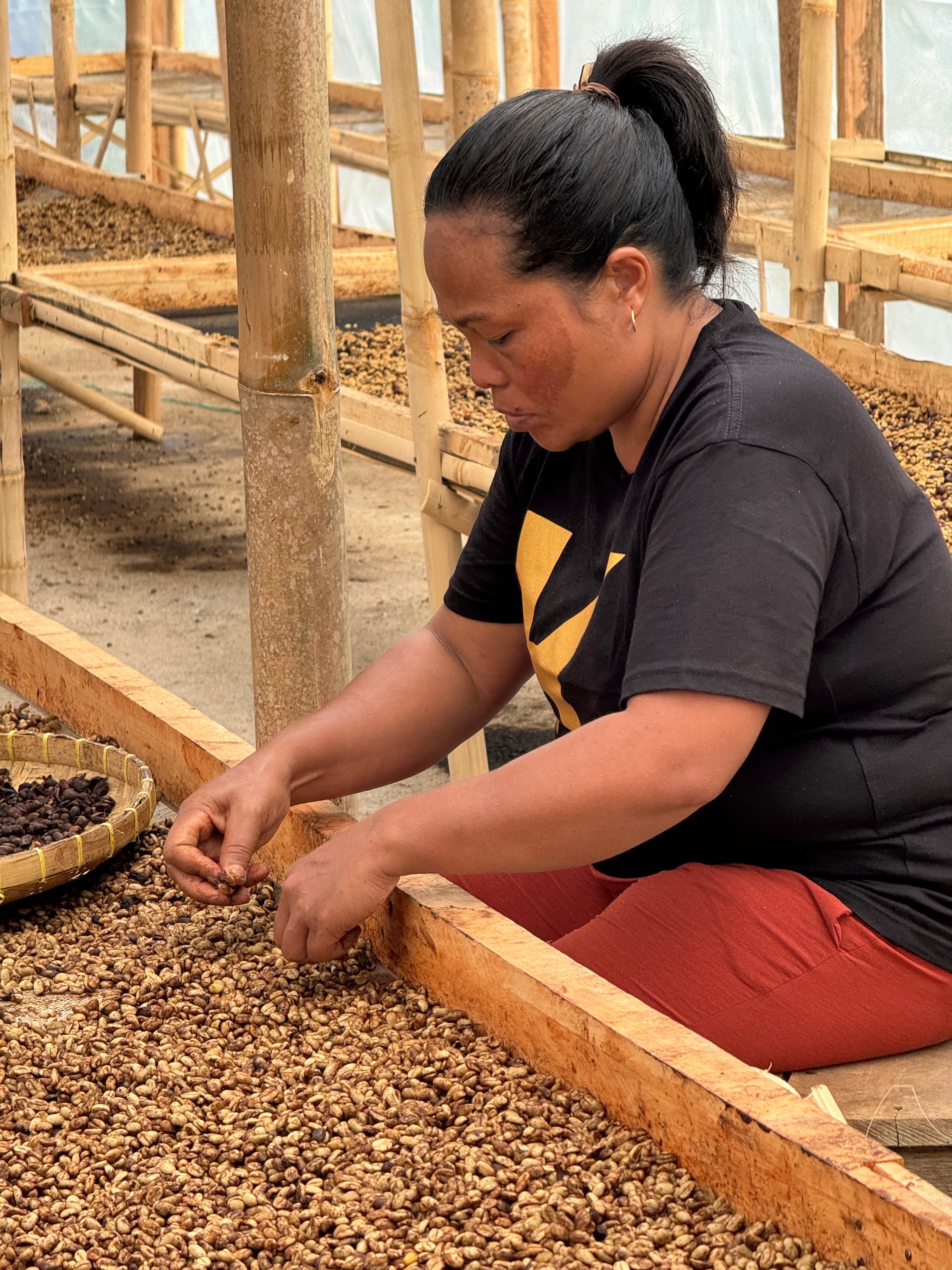 Direct Trade Coffee: Our Partnership with Manggarai Farmers Since 2023